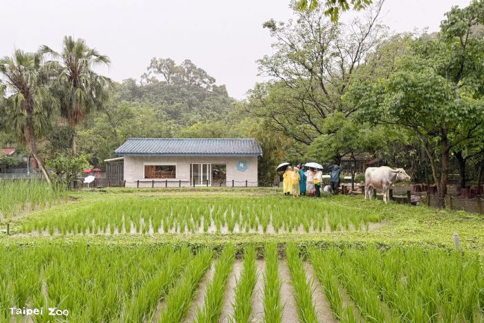 從一畝水田，看見世界的呼吸，2月2日世界溼地日十周年，臺北市立動物園邀請大小朋友走進農田、走近自然